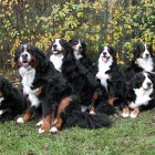 (2004-10-19) Riia, Jade, Rono, Sara, Rhea, Saga & Maia