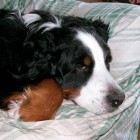 (2004-06-18)  Rono
