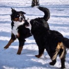 (2012-03-11)  Muru & Rhea leikkituulella (1)