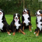 (2010-08-14)  Rhea, Ada, Muru & Saga