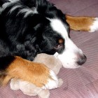 (2003-03-05)  Rono (2)