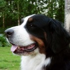 (2003-07-24)  Maia