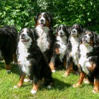(2009-06-21)  Rono, Rhea, Retu, Saga, Riia & Muru