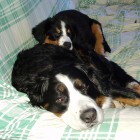 (2004-01-25)  Maia & Sara
