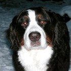 (2005-01-07)  Maia