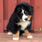 30  GIA (7 weeks)