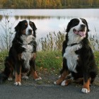 (2010-10-13)  Saga & Rhea Iidesjärven rannalla (1)