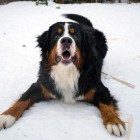 (2013-01-19)  Casper