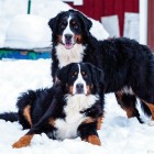 (2019-02-10)  Gia & Luxi (2)