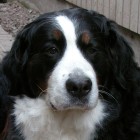 (2004-10-19)  Maia