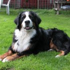 (2004-07-07)  Maia