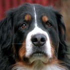 (2006-05-22)  Riia