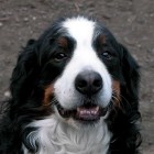 (2005-05-20)  Rono