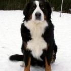 (2004-02-19)  Maia