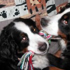 (2005-02-06)  Sisarukset - Rono & Maia
