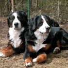 (2005-04-29)  Äiti ja tytär - eli Maia & Rhea