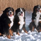 (2006-01-29)  Riia, Rhea & Sara