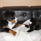 (2008-10-26)  Muru & Viiru (1)