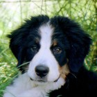 (1998-xx-xx)  Rono