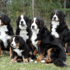 (2010-05-11)  Muru, Ada, Rhea, Saga & Riia