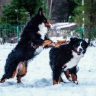 (2019-02-10)  Gia & Luxi (3)