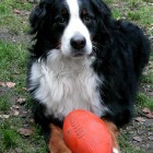 (2004-10-19)  Rono