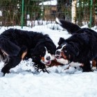 (2019-02-10)  Gia & Luxi (1)