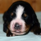 07  BOY-1 (1 week)
