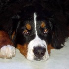 (2003-11-13)  Riia