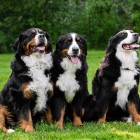 (2012-06-17)  Muru, Ada & Rhea