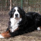 (2005-04-29)  Maia (1)