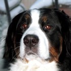 (2004-12-28)  Maia