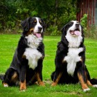 (2011-09-04)  Ada & Rhea