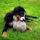 (2014-08-03)  Pinja