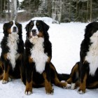(2010-12-25)  Saga, Ada & Rhea