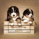 (2023-01-29) - i2-pennut (4)