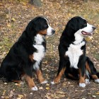 (2010-10-13)  Saga & Rhea