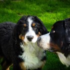 (2014-06-28)  Pinja