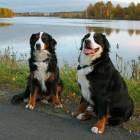 (2010-10-13)  Saga & Rhea Iidesjärven rannalla (2)