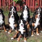 (2004-08-16)  Riia, Saga, Maia, Rhea, Rono, Sara & Jade