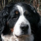 (2005-04-29)  Maia (2)