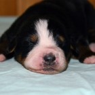 08  BOY-2 (1 week)