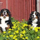 (2009-05-24)  Riia & Saga