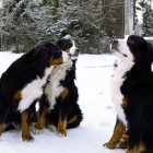 (2010-12-25)  Ada, Saga & Rhea