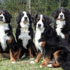 (2010-05-11)  Muru, Rhea, Saga & Riia