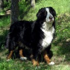 (2009-05-30)  Rono
