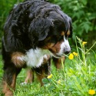 (2012-06-17)  Muru