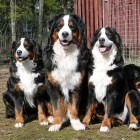(2007-05-01)  Saga, Retu, Rhea & Riia
